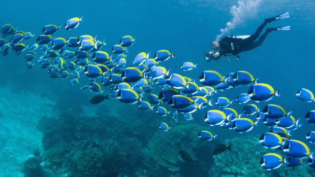 Scuba diving showing a diver swimming alongside a large school of tropical fish underwater