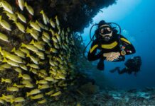 Diver exploring underwater reef with a school of striped yellow fish