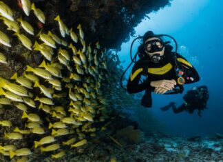 Diver exploring underwater reef with a school of striped yellow fish