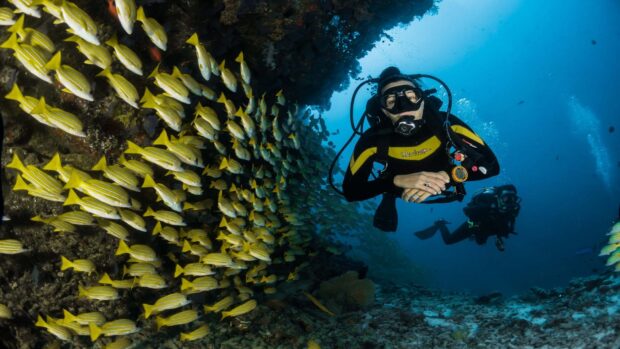 Diver exploring underwater reef with a school of striped yellow fish
