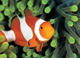 A clownfish swimming among green sea anemone tentacles in vibrant underwater scene