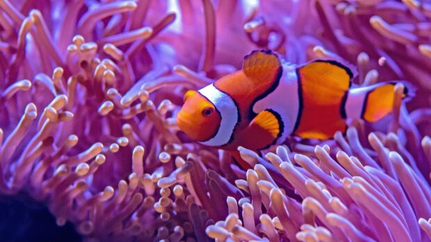 A clownfish swimming among vibrant sea anemone tentacles in a colorful underwater scene