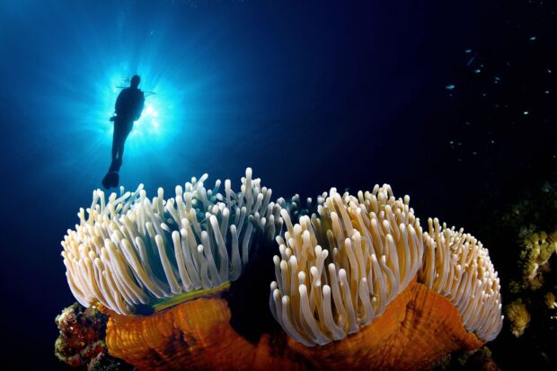 A diver explores colorful sea anemone tentacles underwater with sunlight in the background