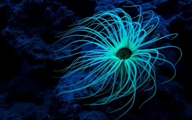 A glowing sea anemone with long tentacles on a dark underwater reef