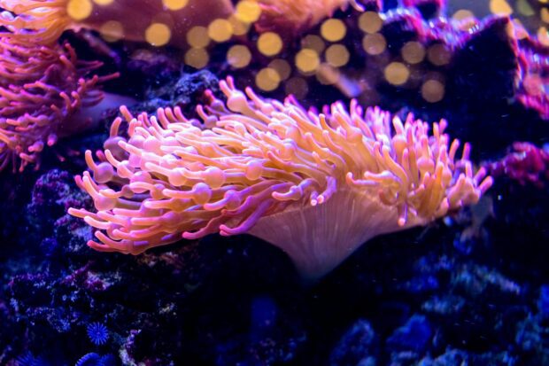 Bright pink sea anemone with soft tentacles on vibrant underwater rocks