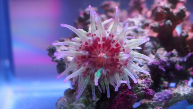 Close up of sea anemone with red and white tentacles on coral reef in aquarium