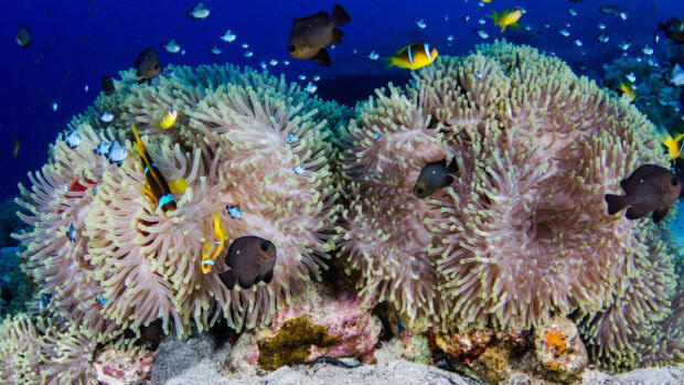 Colorful sea anemone with various fish swimming around in clear ocean water