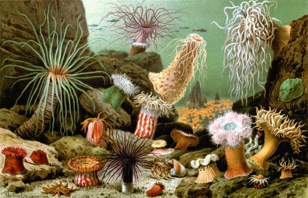 Various colorful sea anemone species underwater on rocky ocean floor