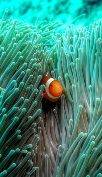 Bright orange clownfish hiding among green sea anemone tentacles in underwater scene