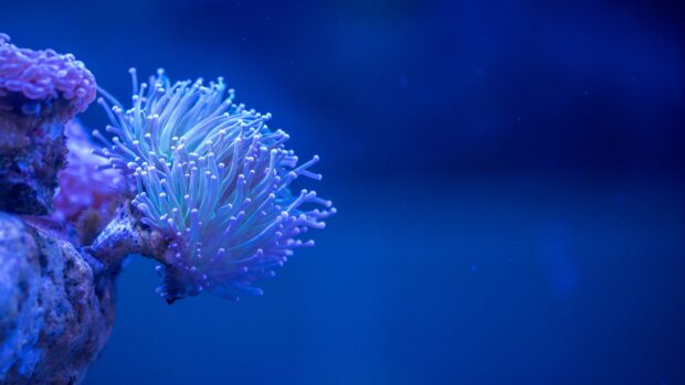 A close up of a vibrant sea anemone with glowing tentacles underwater