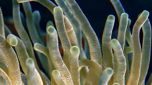 Close up view of sea anemone with textured tentacles under water