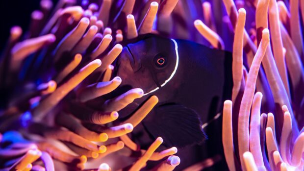 Clownfish swimming among vibrant sea anemone tentacles in a colorful underwater scene