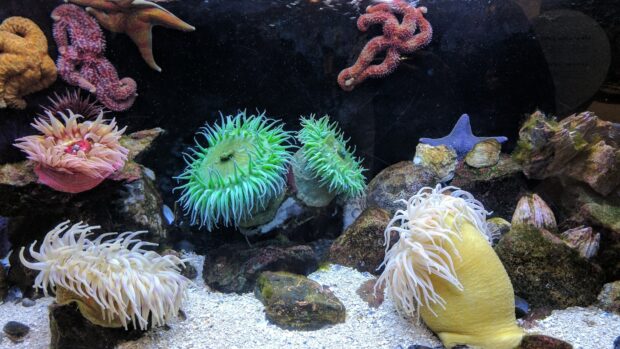 Colorful sea anemone nestled among rocks in an underwater scene
