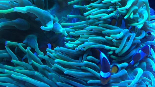 Vibrant sea anemone tentacles with clownfish swimming among them in deep blue water
