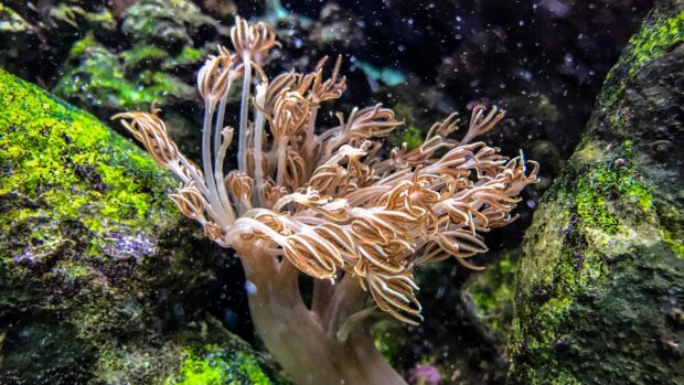 A close up of sea anemone with detailed tentacles surrounded by rocks in an underwater scene