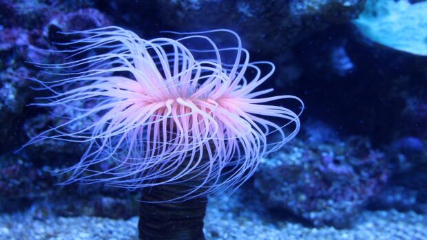 A delicate sea anemone with flowing tentacles underwater in vibrant blue tones