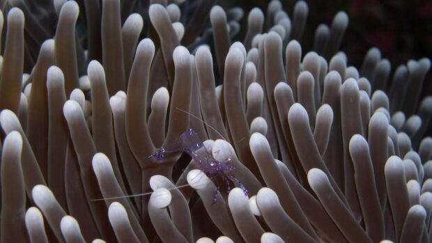 A transparent shrimp resting among the tentacles of a sea anemone in clear water