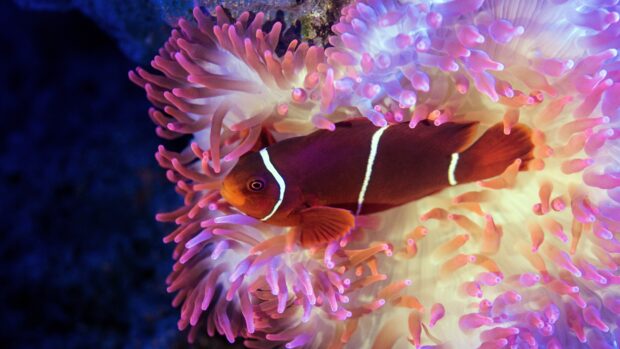 A vibrant sea anemone with a clownfish swimming among its pink and purple tentacles