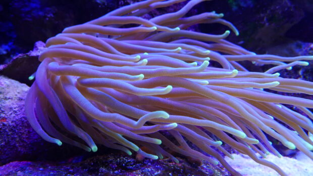 A close up of a sea anemone with purple tentacles in an underwater environment
