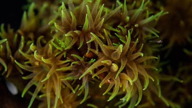 Close up of sea anemone with green tentacles in underwater environment