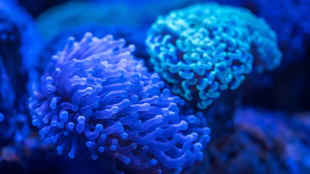 Close up of sea anemone with vibrant blue tentacles underwater