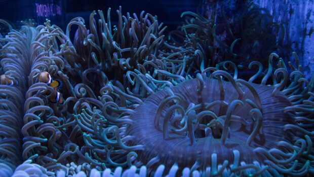 A close up view of sea anemone tentacles under aquarium light with a clownfish nearby