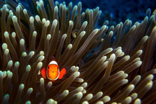 A vibrant sea anemone with a clownfish nestled among its tentacles in the ocean