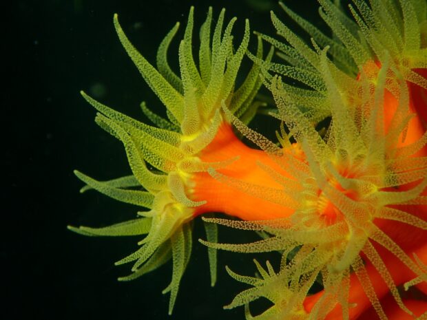 Bright orange and yellow sea anemone showing detailed tentacles in underwater scene