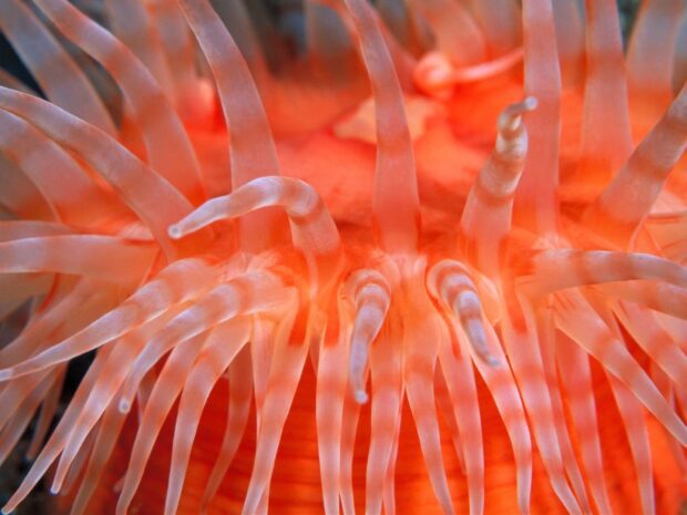 Close up of sea anemone tentacles showing vibrant colors and delicate structure
