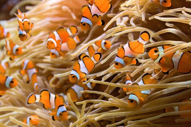 Clownfish swimming among the sea anemone tentacles in vibrant underwater scene