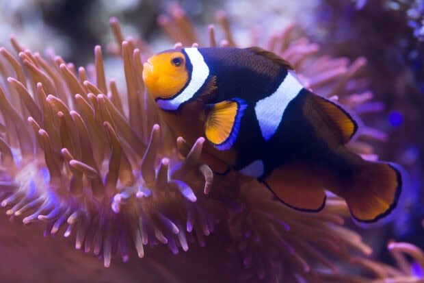A vibrant clownfish swimming among colorful sea anemone tentacles in an underwater scene