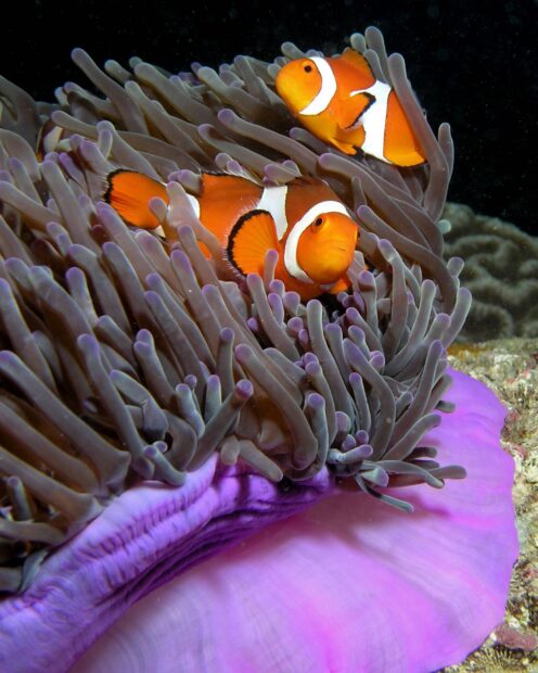 Two clownfish swimming among sea anemone tentacles in vibrant purple colors
