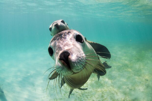 A close up of a sea lion underwater exploring the clear ocean environment