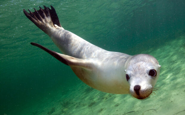A curious sea lion swimming underwater in clear green ocean water