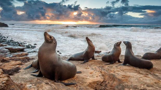 A group of sea lions resting on rocky shore near ocean waves and cloudy sky at sunset