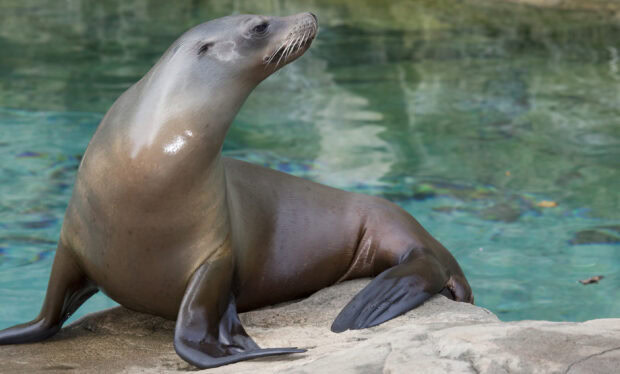 A sea lion resting on a rock near clear blue water in a natural habitat