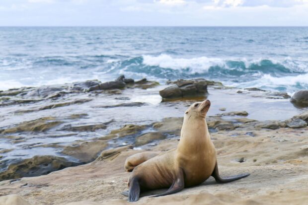 A sea lion resting on rocky shore near the ocean waves under clear sky