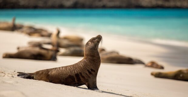 A sea lion resting on the sandy beach with several sea lions lying in the background near the turquoise water