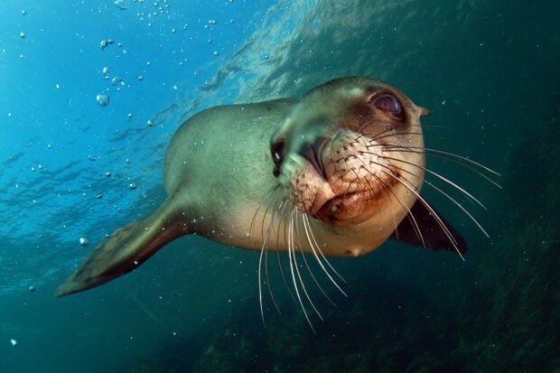 A curious sea lion swimming underwater surrounded by bubbles and clear ocean water
