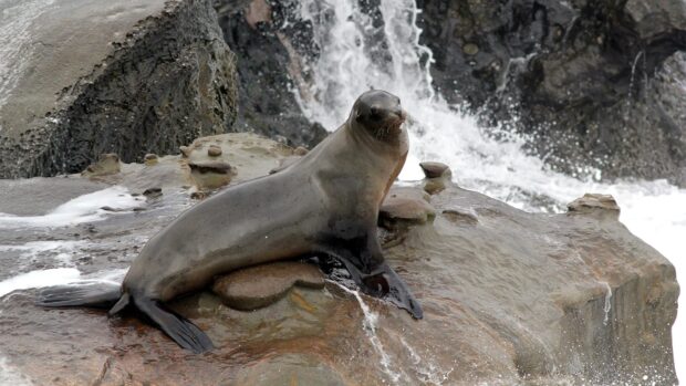 A sea lion resting on wet rocks near splashing ocean waves