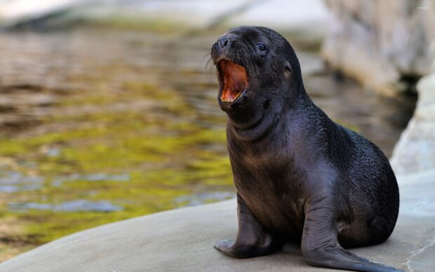 A young sea lion resting on a rock near the water with its mouth open wide