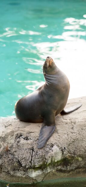 A sea lion resting on a rock near clear turquoise water in a natural environment