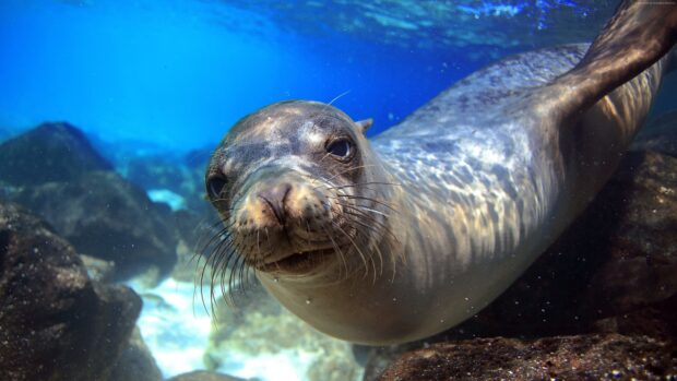 A close up of a sea lion underwater swimming near rocks in clear blue water