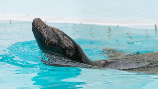 A sea lion floating calmly in clear blue water in a close up view