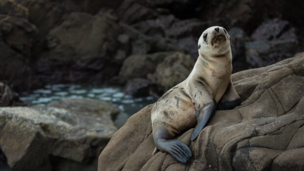 A young sea lion resting on rocky shore near calm water