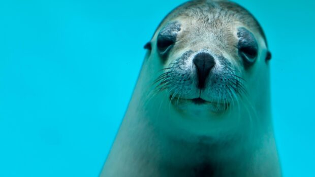 Close up of a sea lion underwater with a clear blue background