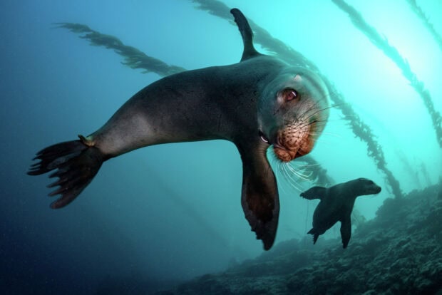 A playful sea lion swimming underwater in the ocean with another sea lion nearby and sea kelp in the background