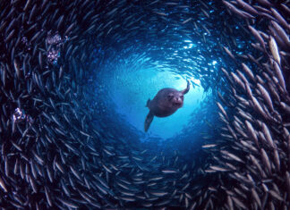 A sea lion swimming through a swirling school of fish underwater in the ocean