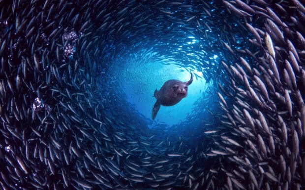 A sea lion swimming through a swirling school of fish underwater in the ocean