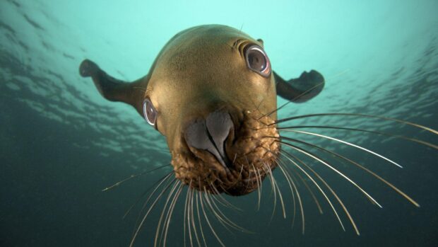 A close up of a sea lion underwater showing its face and whiskers